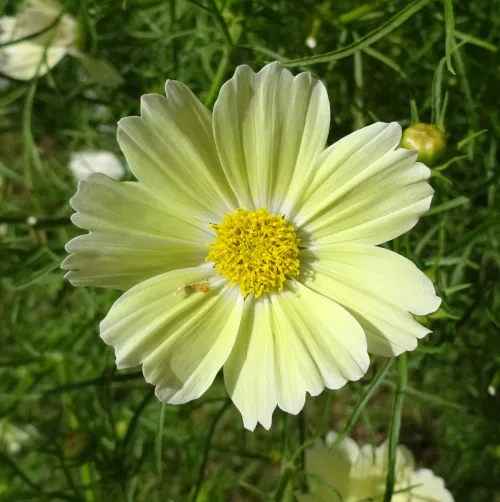 cosmos-bipinnatus-lemonade